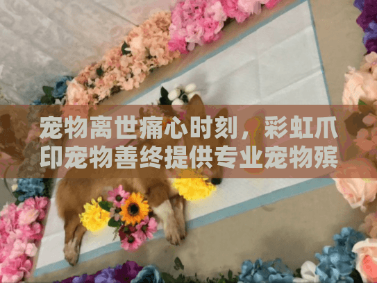 宠物离世痛心时刻，彩虹爪印宠物善终提供专业宠物殡葬服务吗？