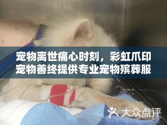 宠物离世痛心时刻，彩虹爪印宠物善终提供专业宠物殡葬服务吗？