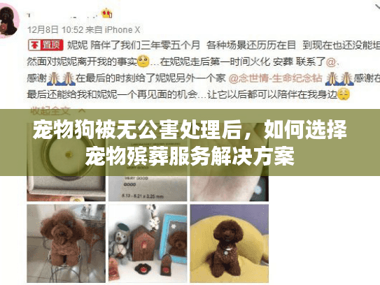 宠物狗被无公害处理后，如何选择宠物殡葬服务解决方案