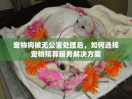 宠物狗被无公害处理后，如何选择宠物殡葬服务解决方案