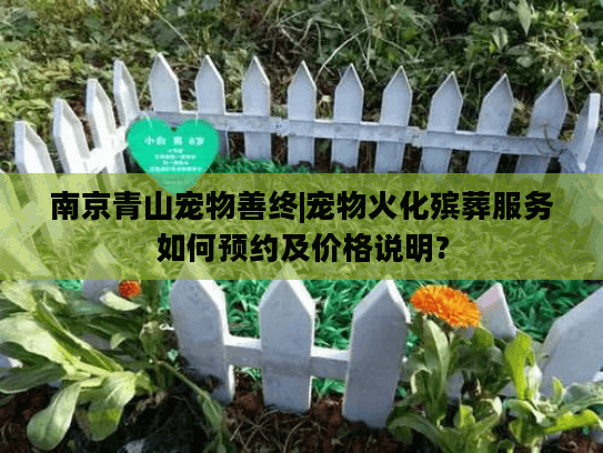 南京青山宠物善终|宠物火化殡葬服务如何预约及价格说明?