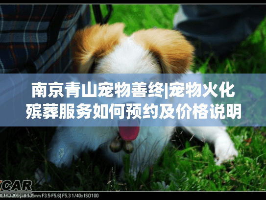 南京青山宠物善终|宠物火化殡葬服务如何预约及价格说明?