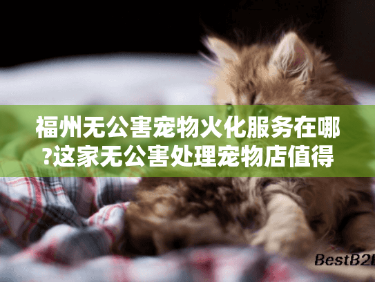 福州无公害宠物火化服务在哪?这家无公害处理宠物店值得托付