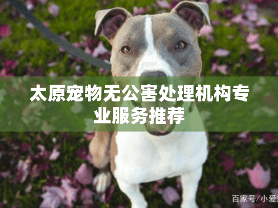 太原宠物无公害处理机构专业服务推荐