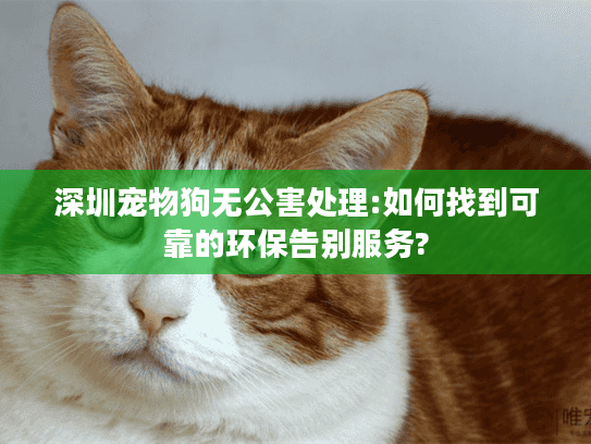 深圳宠物狗无公害处理:如何找到可靠的环保告别服务?