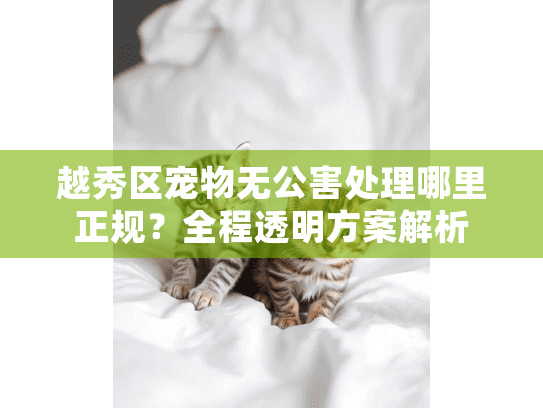 越秀区宠物无公害处理哪里正规？全程透明方案解析