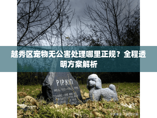 越秀区宠物无公害处理哪里正规？全程透明方案解析