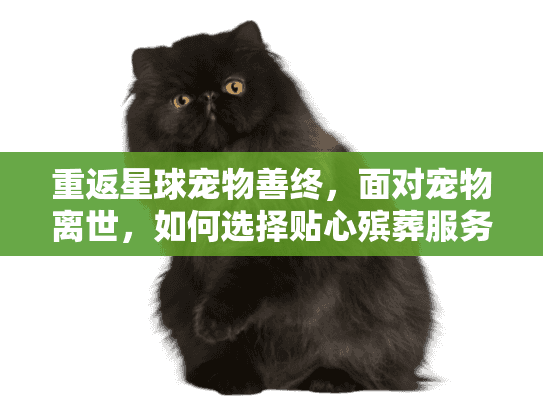 重返星球宠物善终，面对宠物离世，如何选择贴心殡葬服务？