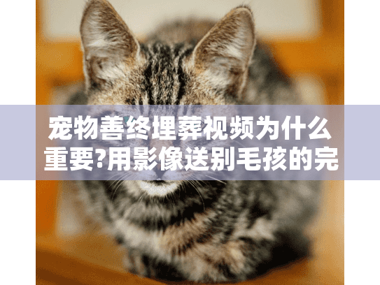宠物善终埋葬视频为什么重要?用影像送别毛孩的完整指南