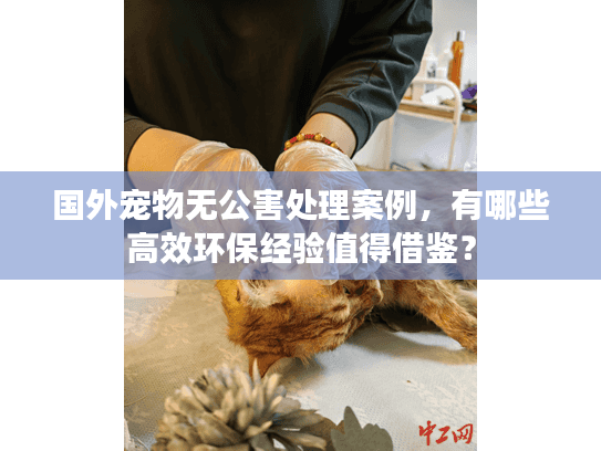 国外宠物无公害处理案例，有哪些高效环保经验值得借鉴？