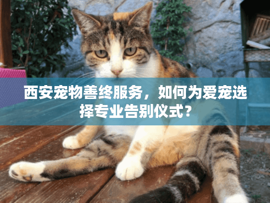 西安宠物善终服务，如何为爱宠选择专业告别仪式？