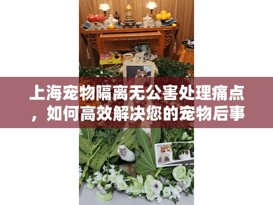 上海宠物隔离无公害处理痛点，如何高效解决您的宠物后事之忧？