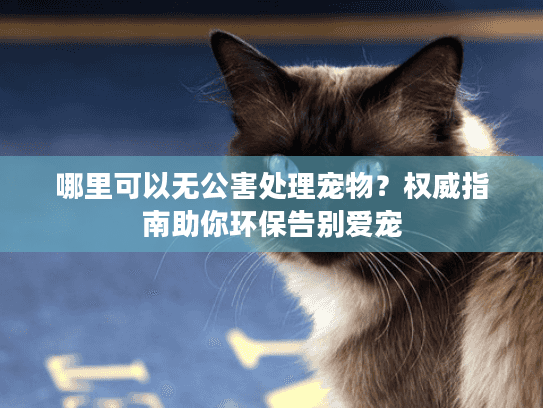 哪里可以无公害处理宠物？权威指南助你环保告别爱宠