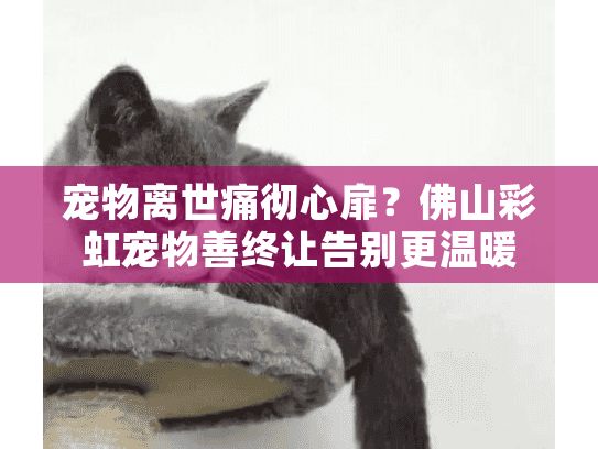 宠物离世痛彻心扉？佛山彩虹宠物善终让告别更温暖