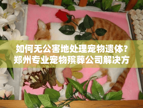 如何无公害地处理宠物遗体？郑州专业宠物殡葬公司解决方案