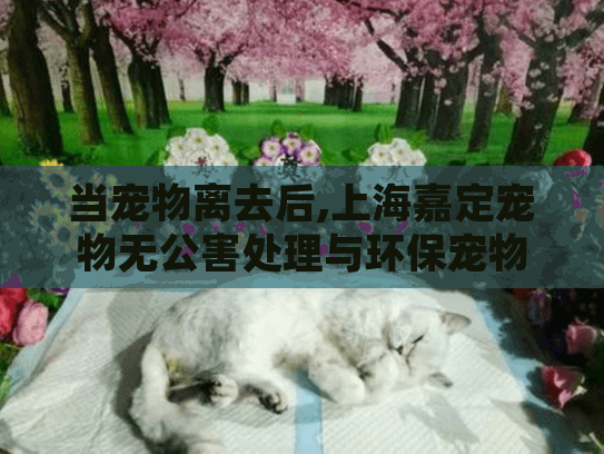 当宠物离去后,上海嘉定宠物无公害处理与环保宠物殡葬服务如何选择?
