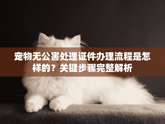 宠物无公害处理证件办理流程是怎样的？关键步骤完整解析
