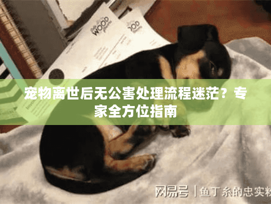 宠物离世后无公害处理流程迷茫？专家全方位指南
