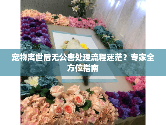 宠物离世后无公害处理流程迷茫？专家全方位指南