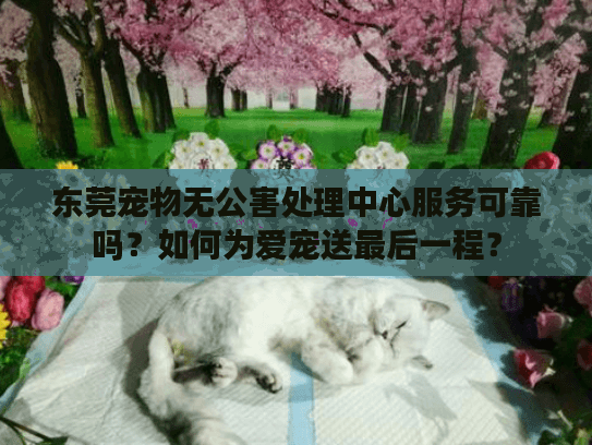 东莞宠物无公害处理中心服务可靠吗？如何为爱宠送最后一程？