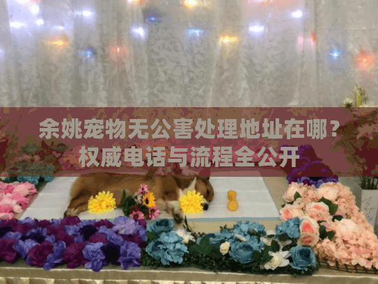 余姚宠物无公害处理地址在哪？权威电话与流程全公开