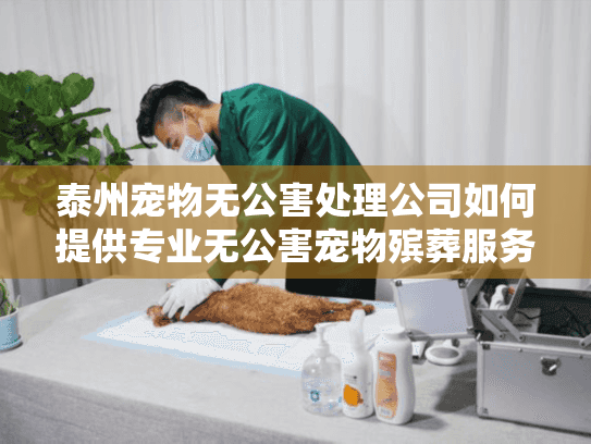 泰州宠物无公害处理公司如何提供专业无公害宠物殡葬服务？