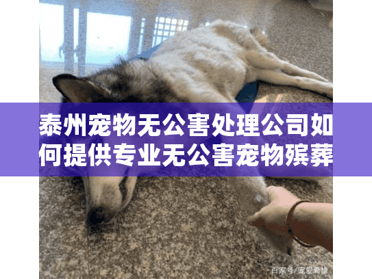 泰州宠物无公害处理公司如何提供专业无公害宠物殡葬服务？