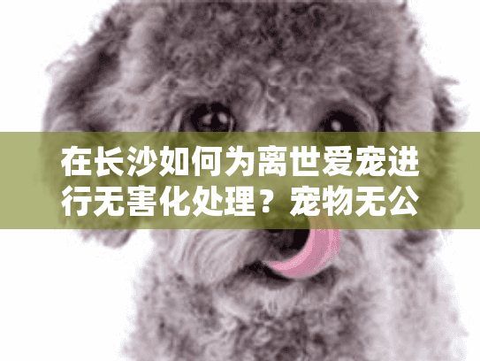 在长沙如何为离世爱宠进行无害化处理？宠物无公害处理中心全程指南