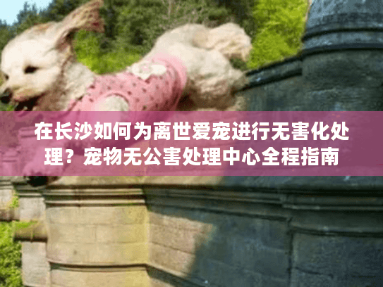 在长沙如何为离世爱宠进行无害化处理？宠物无公害处理中心全程指南