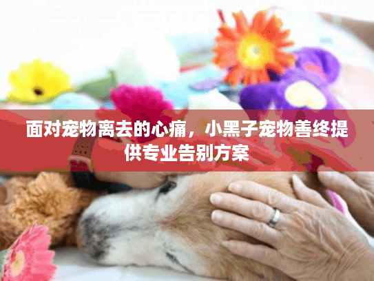 面对宠物离去的心痛，小黑子宠物善终提供专业告别方案