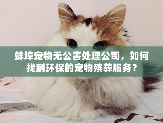 蚌埠宠物无公害处理公司，如何找到环保的宠物殡葬服务？
