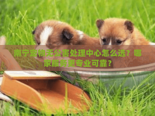 南宁宠物无公害处理中心怎么选？哪家服务更专业可靠？