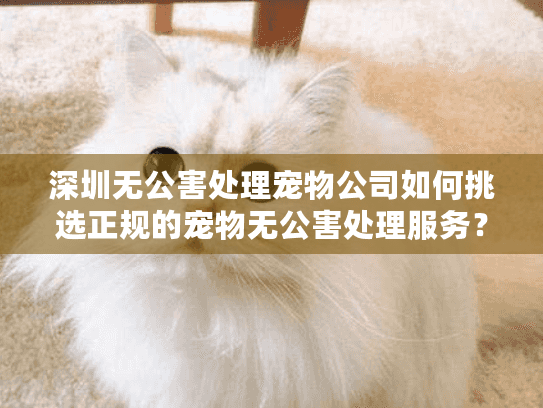 深圳无公害处理宠物公司如何挑选正规的宠物无公害处理服务？