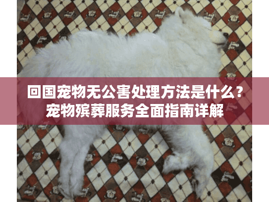回国宠物无公害处理方法是什么？宠物殡葬服务全面指南详解