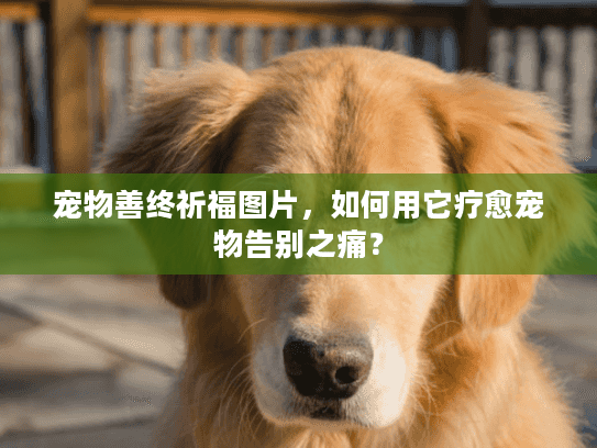 宠物善终祈福图片，如何用它疗愈宠物告别之痛？