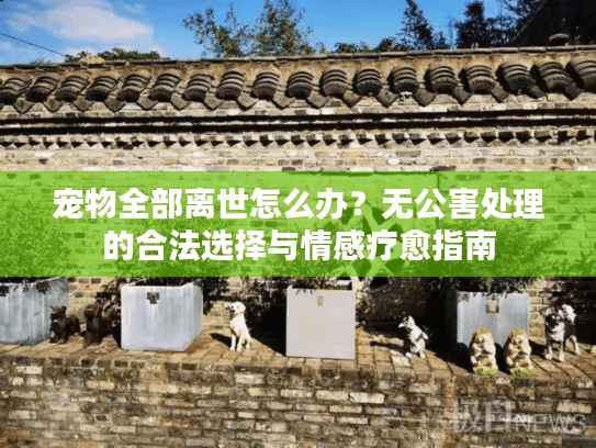 宠物全部离世怎么办？无公害处理的合法选择与情感疗愈指南