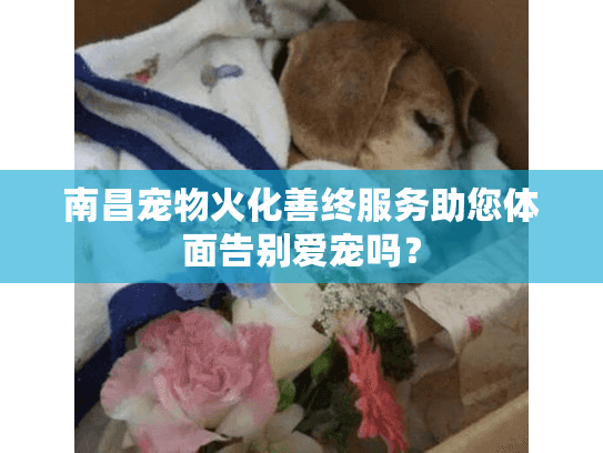 南昌宠物火化善终服务助您体面告别爱宠吗？