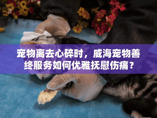 宠物离去心碎时，威海宠物善终服务如何优雅抚慰伤痛？