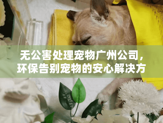 无公害处理宠物广州公司，环保告别宠物的安心解决方案