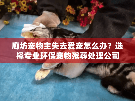 廊坊宠物主失去爱宠怎么办？选择专业环保宠物殡葬处理公司