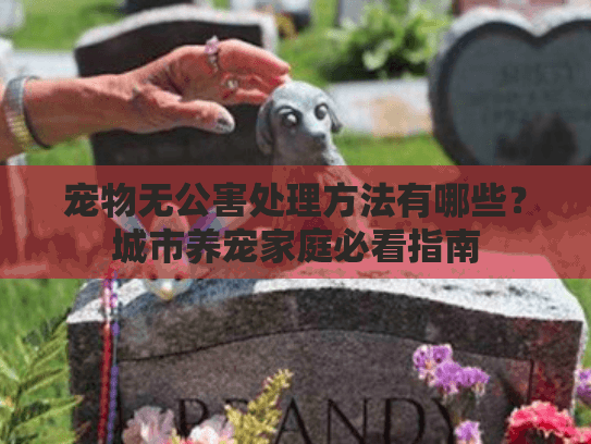 宠物无公害处理方法有哪些？城市养宠家庭必看指南