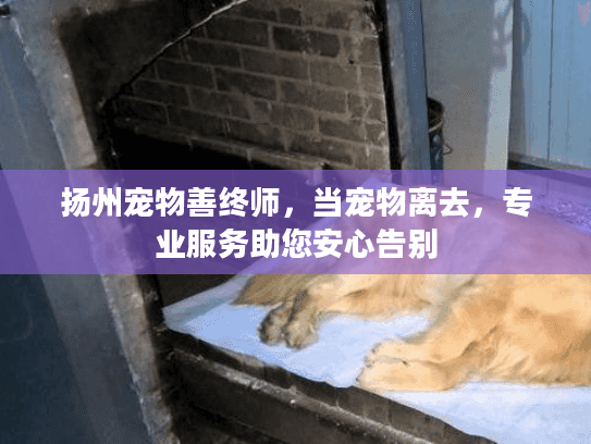 扬州宠物善终师，当宠物离去，专业服务助您安心告别