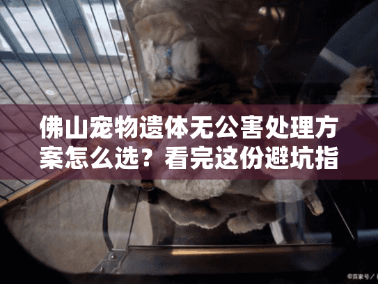 佛山宠物遗体无公害处理方案怎么选?看完这份避坑指南就知道 佛山宠物遗体无公害处理方案怎么选?看完这份避坑指南就知道