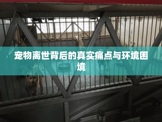 宠物离世背后的真实痛点与环境困境