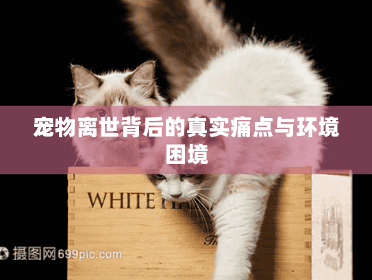 宠物离世背后的真实痛点与环境困境