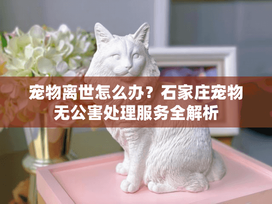 宠物离世怎么办？石家庄宠物无公害处理服务全解析