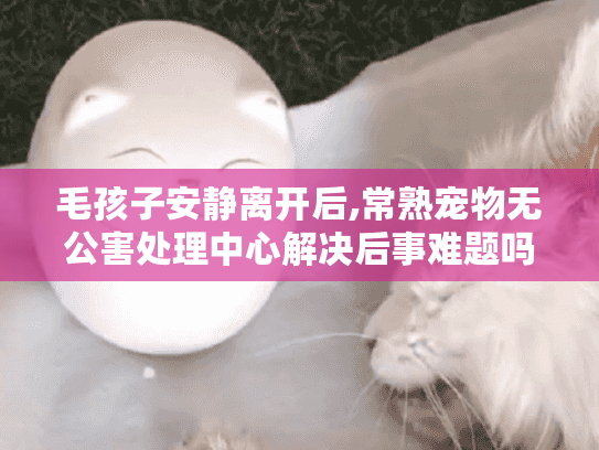 毛孩子安静离开后,常熟宠物无公害处理中心解决后事难题吗?