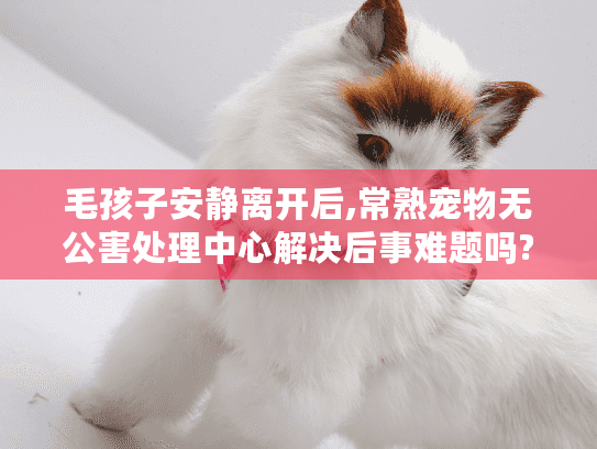 毛孩子安静离开后,常熟宠物无公害处理中心解决后事难题吗?