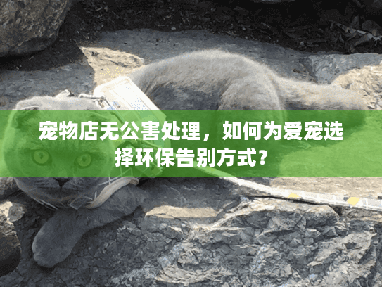 宠物店无公害处理，如何为爱宠选择环保告别方式？
