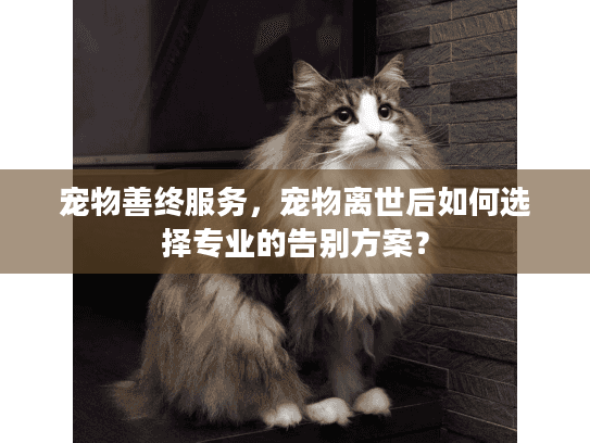 宠物善终服务，宠物离世后如何选择专业的告别方案？